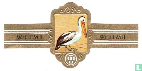 Australische pelikaan (Pelecanus conspicillatus) - Afbeelding 1