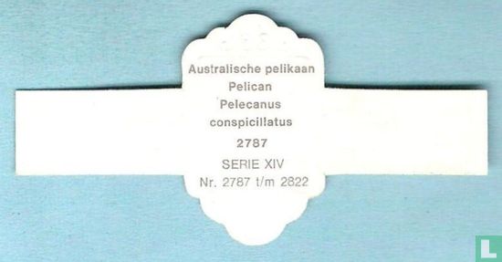Australische pelikaan (Pelecanus conspicillatus) - Afbeelding 2