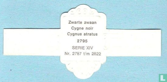 Zwarte zwaan (Cygnus atratus) - Image 2