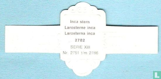 Inca stern (Larosterna inca) - Afbeelding 2