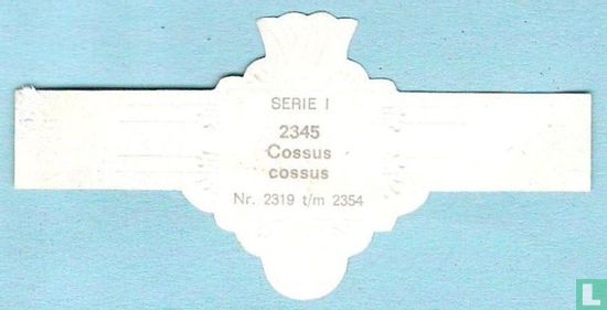 Cossus cossus - Afbeelding 2