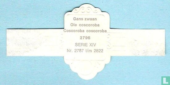 Gans zwaan (Coscoroba coscoroba) - Image 2