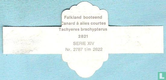 Falkland booteend (Tachyeres brachypterus) - Afbeelding 2