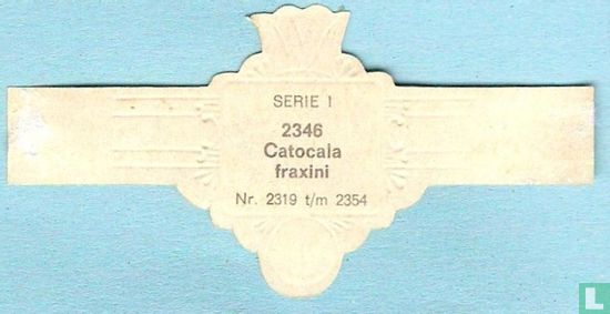 Catocala fraxini - Bild 2
