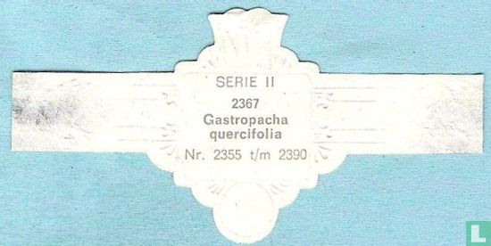 Gastropacha quercifolia - Bild 2