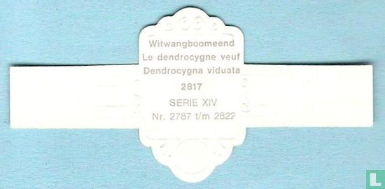 Witwangboomeend (Dendrocygna viduata) - Afbeelding 2