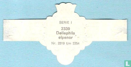 Deilephila elpenor - Bild 2