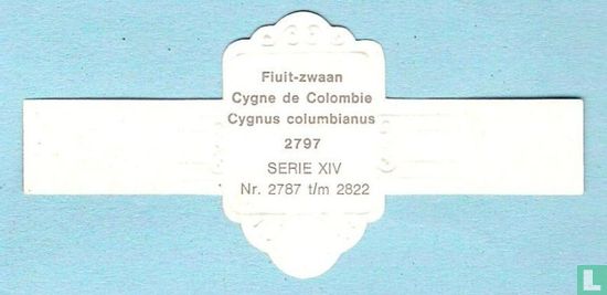 Fluit-zwaan (Cygnus columbianus) - Afbeelding 2