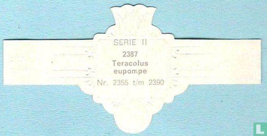 Teracolus eupompe - Image 2
