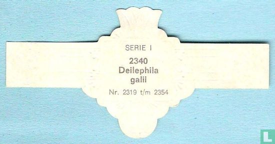Deilephila galii - Bild 2