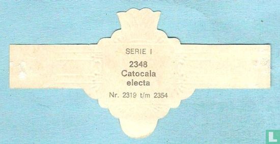 Catocala electa - Bild 2