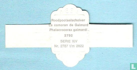 Roodpootaalscholver (Phalacrocorax gaimardi) - Image 2