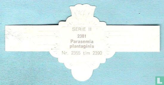 Parasemia plantaginis - Afbeelding 2