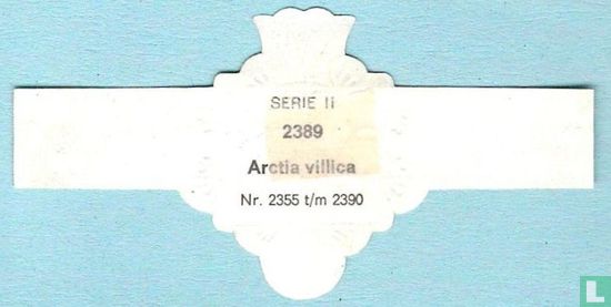 Arctia villica - Afbeelding 2