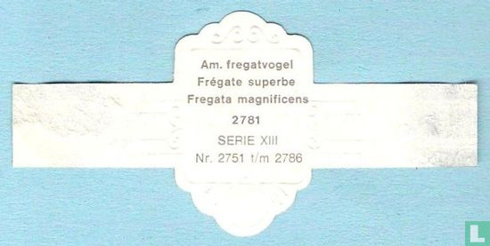 Am. fregatvogel (Fregata magnifucens) - Afbeelding 2