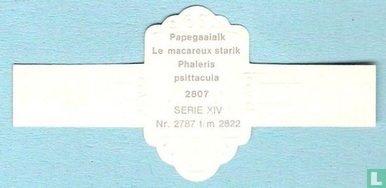 Papegaaialk (Phaleris psittacula) - Afbeelding 2