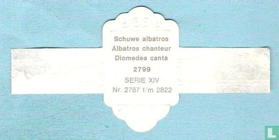 Schuwe albatros (Diomedea canta) - Afbeelding 2
