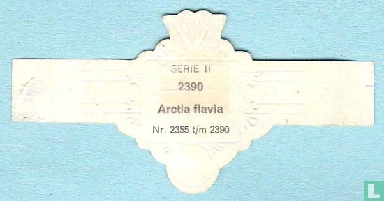 Arctia flavia - Bild 2