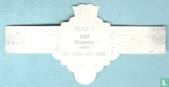 Daphnis nerii - Bild 2