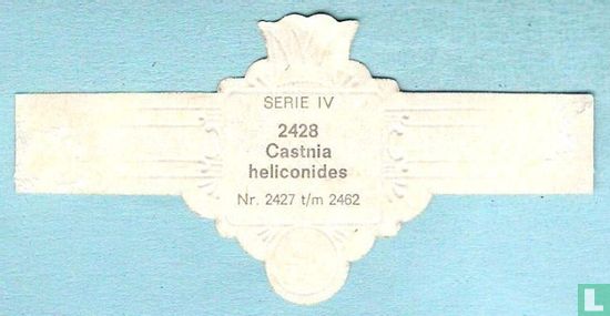 Castnia heliconides - Afbeelding 2