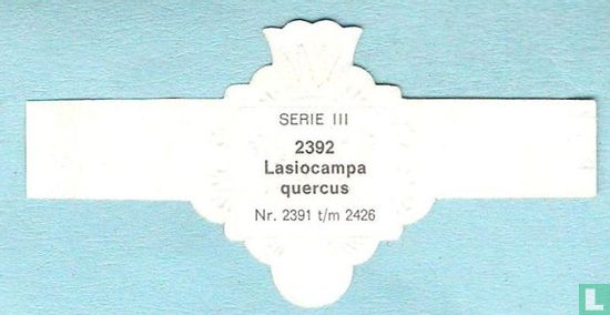 Lasiocampa quercus - Bild 2