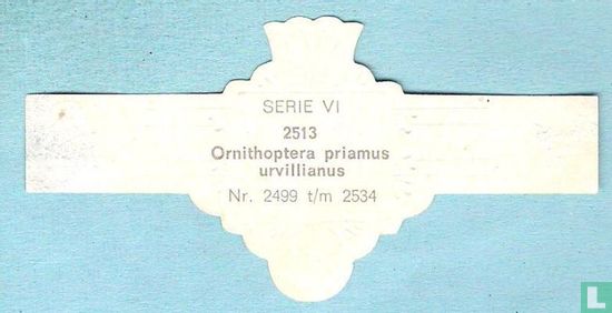 Ornithoptera priamus urvillianus - Bild 2