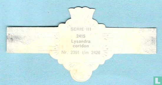 Lysandra coridon - Bild 2