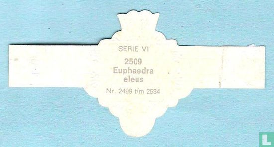 Euphaedra eleus - Afbeelding 2