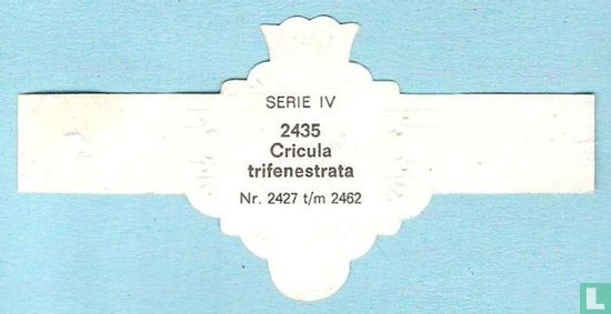 Cricula trifenestrata - Image 2