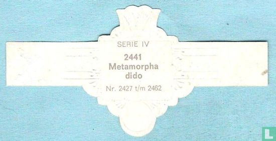 Metamorpha dido - Image 2