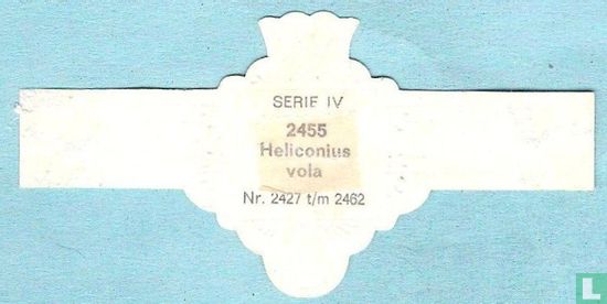 Heliconius vola - Image 2