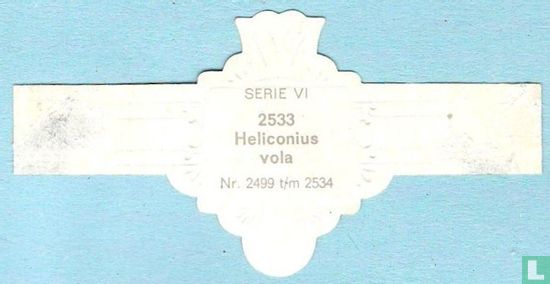 Heliconius vola - Bild 2