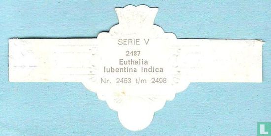 Euthalia lubentina indica - Afbeelding 2
