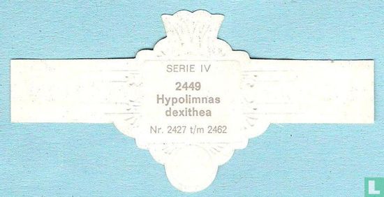 Hypolimnas dexithea - Bild 2