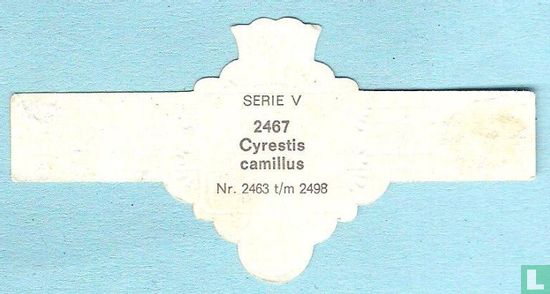 Cyrestis camillus - Afbeelding 2