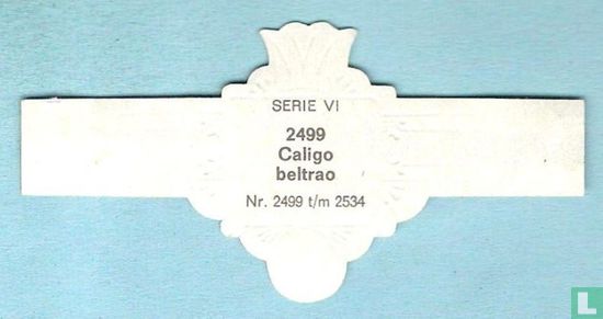 Caligo beltrao - Afbeelding 2