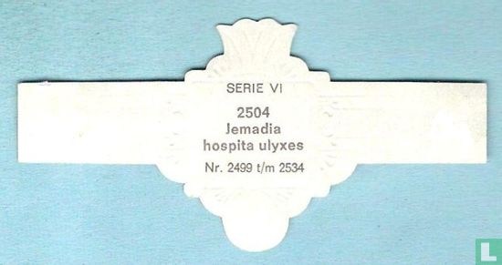 Jemadia hospita ulyxes - Image 2