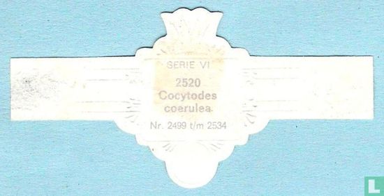 Cocytodes coerulea - Afbeelding 2