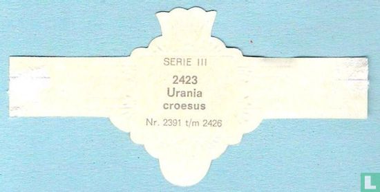 Urania croesus - Bild 2
