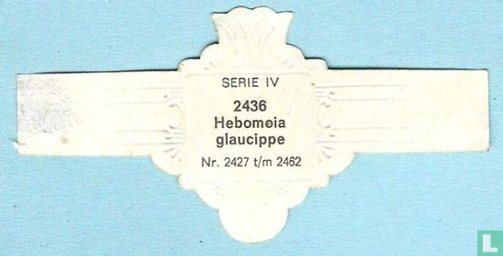 Hebomoia glaucippe - Bild 2