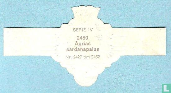 Agrias sardanapalus - Bild 2