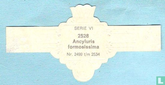 Ancyluris formosissima - Afbeelding 2