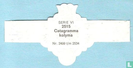 Catagramma kolyma - Bild 2
