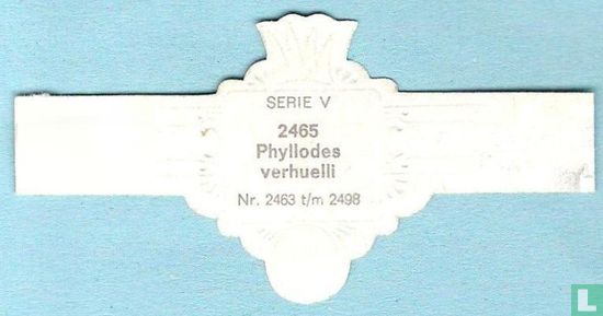 Phyllodes verhuelli - Afbeelding 2