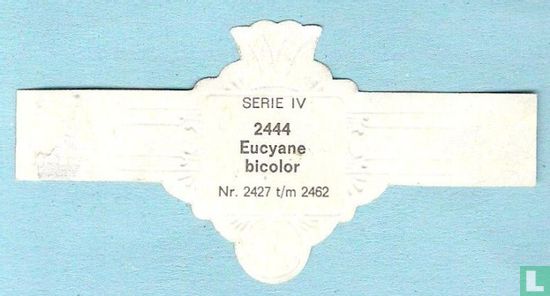Eucyane bicolor - Bild 2