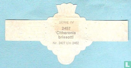 Citheronia brissotti - Bild 2