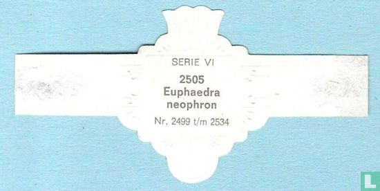 Euphaedra neophron - Afbeelding 2