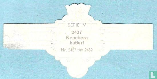 Neochera butleri - Afbeelding 2