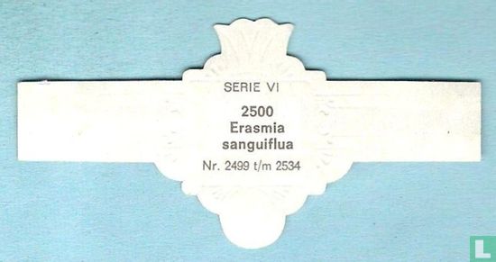 Erasmia sanguiflua - Afbeelding 2