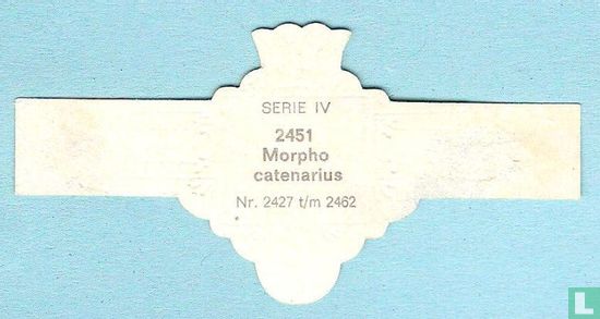Morpho catenarius - Afbeelding 2